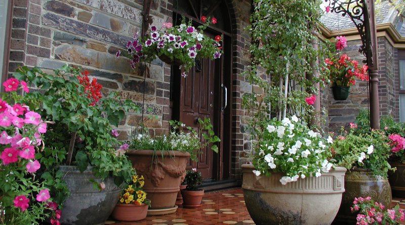 Potted Plants on Patio