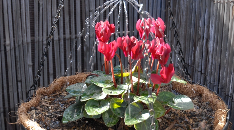 Shrubbler® in Hanging Pot