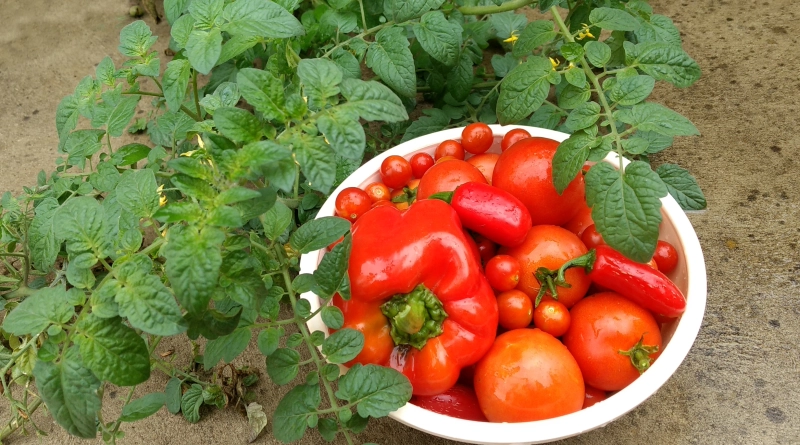 Winter Vegetable Harvest