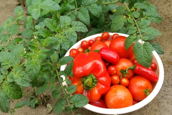 Winter Vegetable Harvest