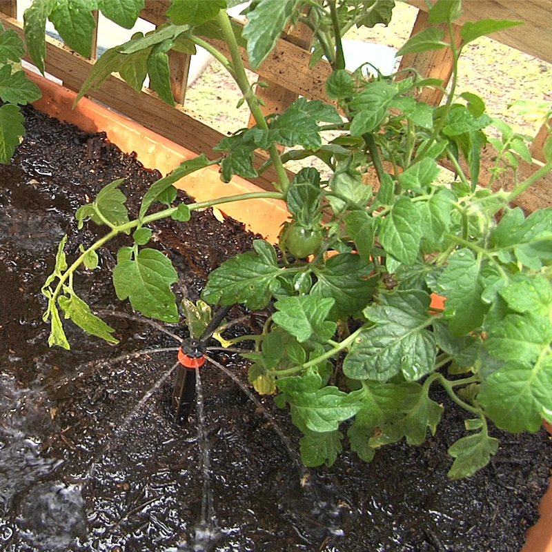 Shrubbler® PC watering Tomatoes