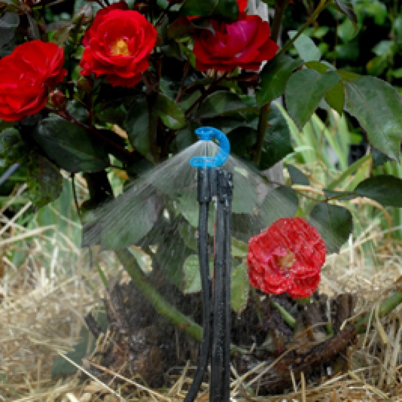 CFd® DownSpray under roses