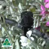 Shrubbler® Spike