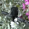 Shrubbler® Adjustable Flow