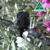 Shrubbler® Adjustable Flow