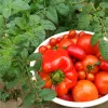Winter Vegetable Harvest