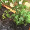 Shrubbler® PC watering Tomatoes
