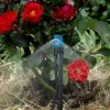 CFd® DownSpray under roses