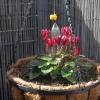 Vari-Jet™ Mist Hanging Pot
