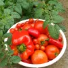 Vegetables