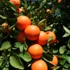 Oranges